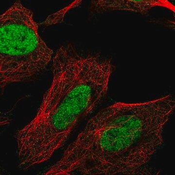 Anti-CHTF8 Prestige Antibodies&#174; Powered by Atlas Antibodies, affinity isolated antibody