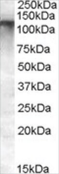 Anti-MRP8/ABCC11 antibody produced in goat affinity isolated antibody, buffered aqueous solution