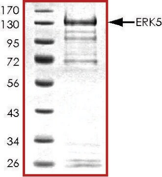 ERK5，活性，GST 标记 人 PRECISIO&#174; Kinase, recombinant, expressed in baculovirus infected Sf9 cells, &#8805;70% (SDS-PAGE), buffered aqueous glycerol solution