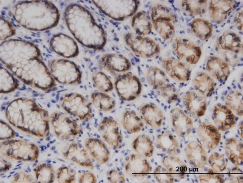 Monoclonal Anti-ENDOGL1, (C-terminal) antibody produced in mouse clone 2F7, purified immunoglobulin, buffered aqueous solution