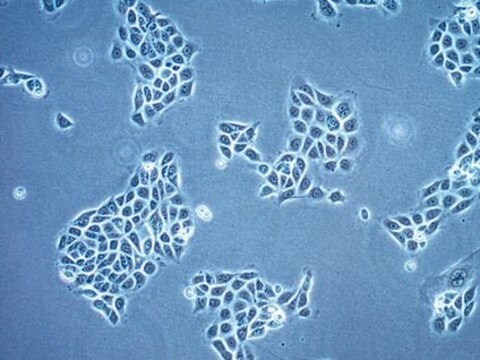 16HBE14o- Humane Bronchialepithelzelllinie 16HBE14o- human bronchial epithelial cell line is widely used to model barrier function of the airway epithelium and to study respiratory ion transport as well as the function of CFTR.