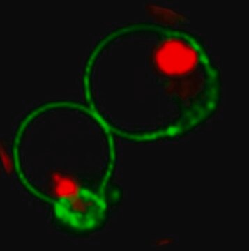 Colorant rouge BioTracker NucView&#174;&nbsp;530 Caspase-3 (PBS) Live cell imaging apoptosis dye for caspase-3/7 enzyme activity used to detect programmed cell death using fluorescence microscopy or flow cytometry applications.