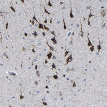 Anti-PLD3 antibody produced in rabbit Prestige Antibodies&#174; Powered by Atlas Antibodies, affinity isolated antibody, buffered aqueous glycerol solution