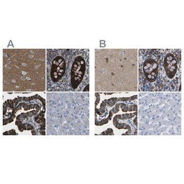 Anti-WNK2 antibody produced in rabbit Prestige Antibodies&#174; Powered by Atlas Antibodies, affinity isolated antibody, buffered aqueous glycerol solution