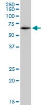 Monoclonal Anti-CAT, (N-terminal) antibody produced in mouse clone 2G6, purified immunoglobulin, buffered aqueous solution