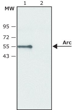 Anti-Arc antibody produced in rabbit ~1.0&#160;mg/mL, affinity isolated antibody