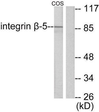 Anti-Integrin &#946;5 antibody produced in rabbit affinity isolated antibody