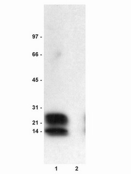 Anti-Phospho-Phospholamban(Ser16)-Antikörper Upstate&#174;, from rabbit