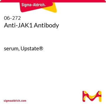 Przeciwciało anty-JAK1 serum, Upstate&#174;