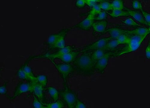 抗ミオシンVI (KA-15) ウサギ宿主抗体 affinity isolated antibody, buffered aqueous solution