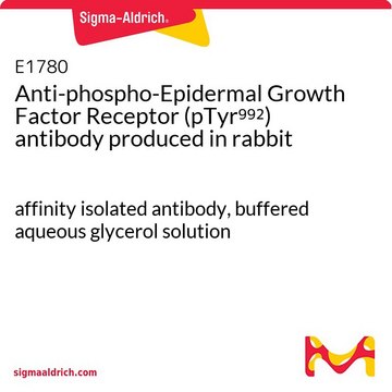 Anti-phospho-Epidermal Growth Factor Receptor (pTyr992) antibody produced in rabbit affinity isolated antibody, buffered aqueous glycerol solution