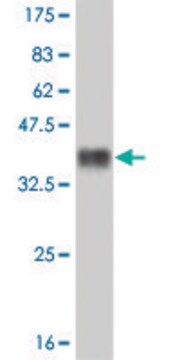 ANTI-LMO2 antibody produced in mouse clone 4D3, purified immunoglobulin, buffered aqueous solution