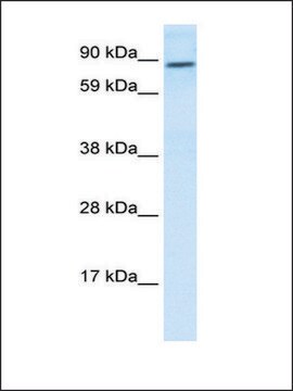 Anti-TCF4 (AB1) antibody produced in rabbit affinity isolated antibody