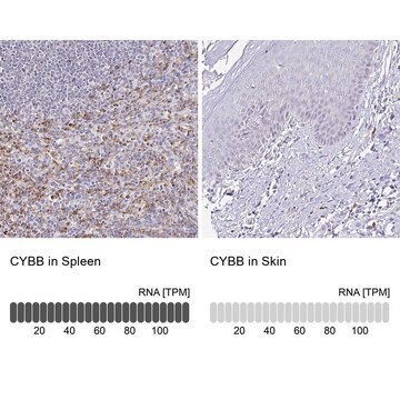 Anti-CYBB antibody produced in rabbit Prestige Antibodies&#174; Powered by Atlas Antibodies, affinity isolated antibody, buffered aqueous glycerol solution