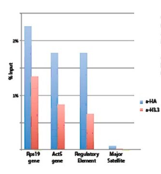 抗ヒストンH3.3抗体 from rabbit, purified by affinity chromatography