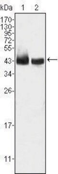 Monoclonal Anti-KLF15 antibody produced in mouse clone 2G8, ascites fluid