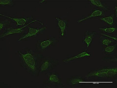 Anti-IMPA1 antibody produced in rabbit purified immunoglobulin, buffered aqueous solution