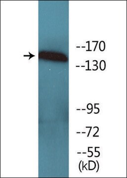 Anti-phospho-VEGFR1 (pTyr1333) antibody produced in rabbit affinity isolated antibody