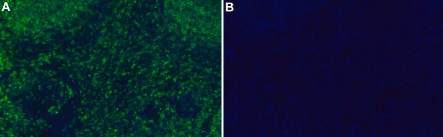 Anti-SHP-1/PTPN6 Antibody, clone 1D20 ZooMAb&#174; Rabbit Monoclonal recombinant, expressed in HEK 293 cells