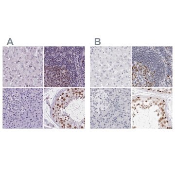 Anti-NASP antibody produced in rabbit Prestige Antibodies&#174; Powered by Atlas Antibodies, affinity isolated antibody, buffered aqueous glycerol solution