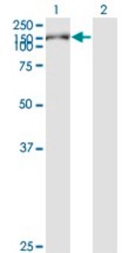 Monoclonal Anti-KIAA1199 antibody produced in mouse clone 3C12, purified immunoglobulin, buffered aqueous solution