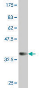 ANTI-SMAD4 antibody produced in mouse clone 2E7, purified immunoglobulin, buffered aqueous solution