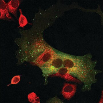 Anti-Golgi FTCD antibody, clone 58k-9, Mouse monoclonal ascites fluid