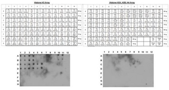 Anti-Histon H3-Antikörper, (unverändertes Lys4), Klon&nbsp;CMA301 clone CMA301, from mouse, purified by affinity chromatography