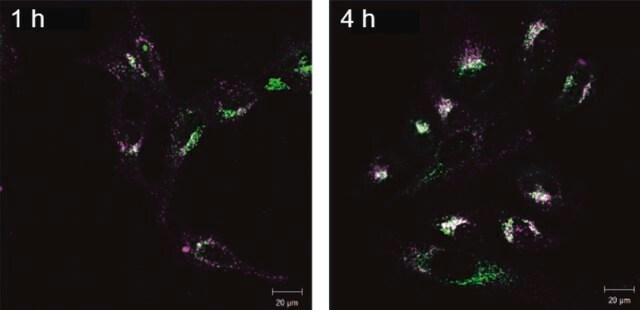 BioTracker&#8482; Far Red Exosome Membrane Labeling Kit