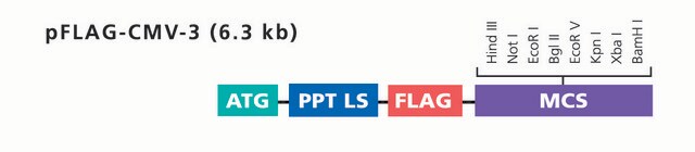 pFLAG-CMV-3 Expression Vector shuttle vector for transient or stable expression of N-terminal FLAG