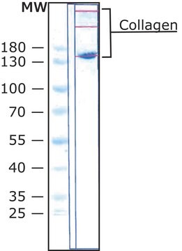 コラーゲン ニワトリ胸骨軟骨由来 Type II (Miller), powder, BioReagent, suitable for cell culture