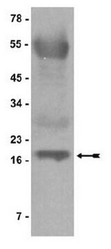 Proteina G agarosio/DNA di sperma di salmone, 2,5 mL for use in chromatin immunoprecipitations (ChIP assays)