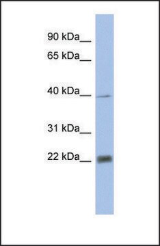 Anti-PSMA4, (N-terminal) antibody produced in rabbit affinity isolated antibody