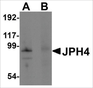 Anti-JPH4 (ab2) antibody produced in rabbit affinity isolated antibody, buffered aqueous solution