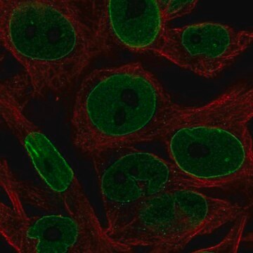 Anti-BCL2 antibody produced in rabbit Prestige Antibodies&#174; Powered by Atlas Antibodies, affinity isolated antibody