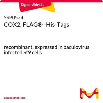 COX2, 900 -His-Tags recombinant, expressed in baculovirus infected Sf9 cells