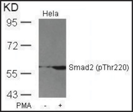 Anti-phospho-SMAD2 (pThr220) antibody produced in rabbit affinity isolated antibody