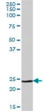 Anti-MSRA antibody produced in mouse IgG fraction of antiserum, buffered aqueous solution