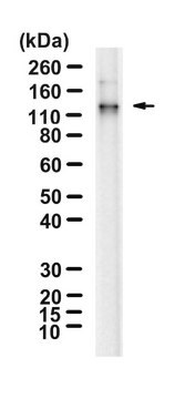 Anti-LGR5/GPR49 Antibody, clone 1I17 ZooMAb&#174; Rabbit Monoclonal recombinant, expressed in HEK 293 cells