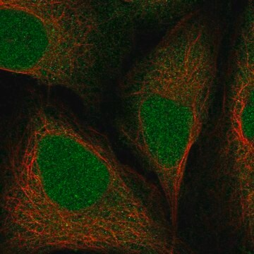 Anti-Rit2 Antibody Produced In Rabbit Prestige Antibodies&#174; Powered by Atlas Antibodies, affinity isolated antibody, buffered aqueous glycerol solution