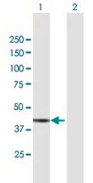 Anti-ADH7 antibody produced in mouse purified immunoglobulin, buffered aqueous solution