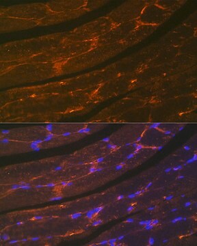 Anti-Dystrophin Antibody, clone 10G10K7, Rabbit Monoclonal