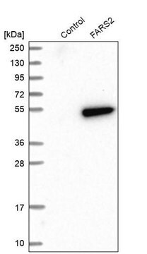 Anti-FARS2 antibody produced in rabbit Prestige Antibodies&#174; Powered by Atlas Antibodies, affinity isolated antibody, buffered aqueous glycerol solution