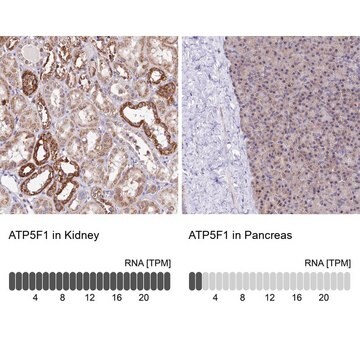 抗ATP5F1抗体 ウサギ宿主抗体 Prestige Antibodies&#174; Powered by Atlas Antibodies, affinity isolated antibody, buffered aqueous glycerol solution