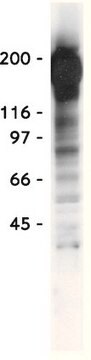 Anti-Phosphotyrosin-Antikörper, rekombinant, Klon 4G10&#174; clone 4G10®, Upstate&#174;, from mouse