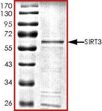 SIRT3, active, GST tagged human recombinant, expressed in baculovirus infected Sf9 cells, &#8805;70% (SDS-PAGE), buffered aqueous glycerol solution