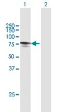 Anti-MYLK2 antibody produced in mouse purified immunoglobulin, buffered aqueous solution