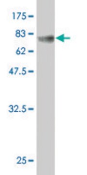 Monoclonal Anti-NOV antibody produced in mouse clone 3C2, purified immunoglobulin, buffered aqueous solution