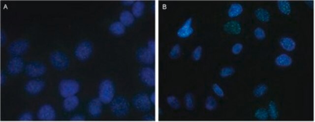 Anti-TRF2 Antibody, clone T2JKM3 clone T2JKM3, from mouse