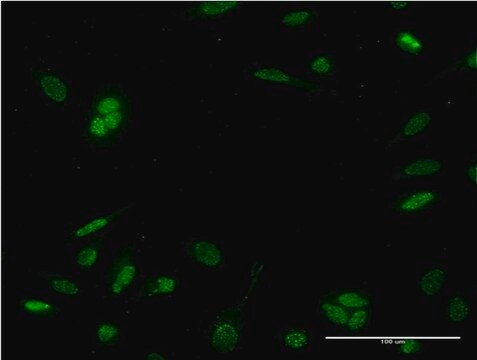 Monoclonal Anti-NEUROD6 antibody produced in mouse clone 3B3, purified immunoglobulin, buffered aqueous solution